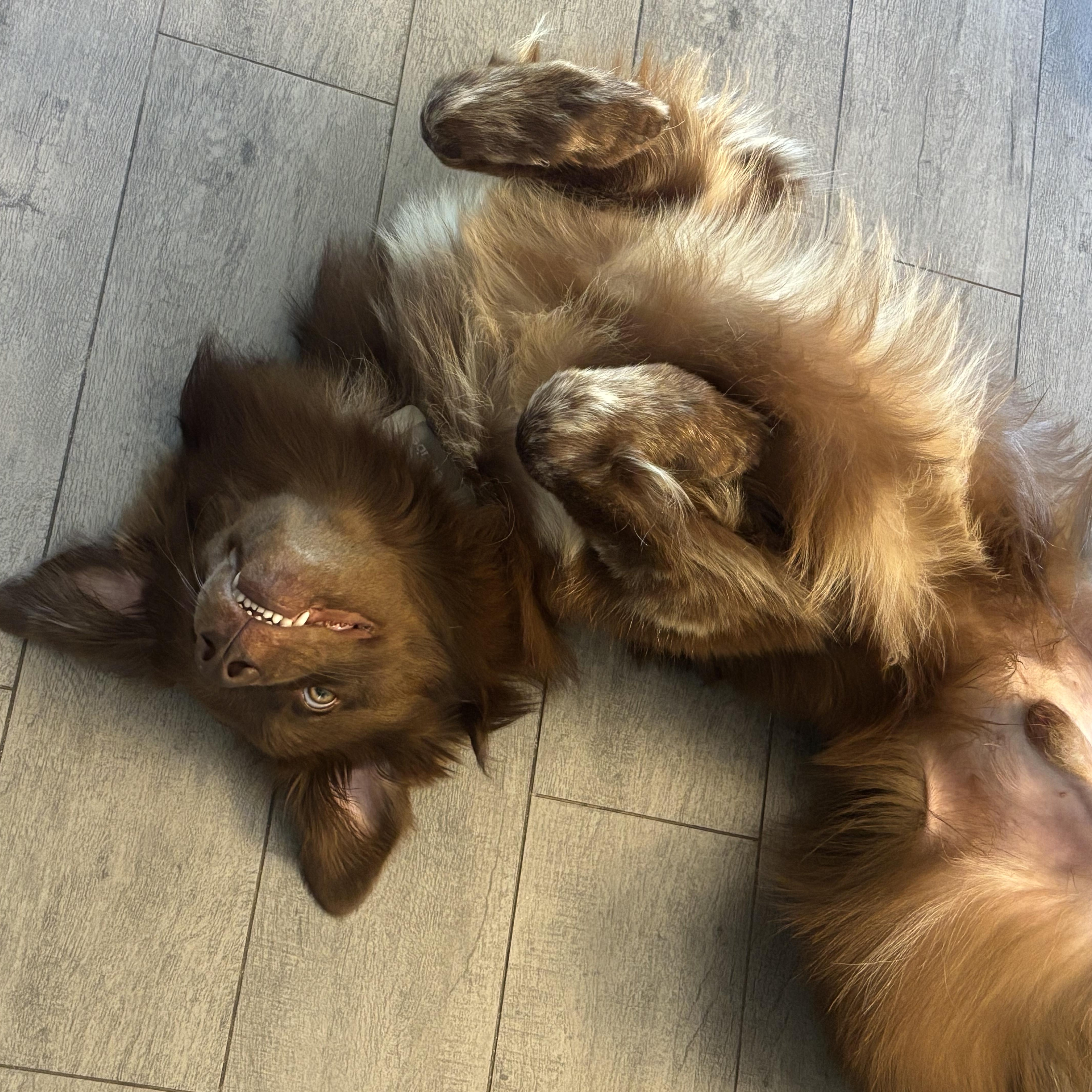 Enlarge Baloo, a Adopted mixed breed in Phoenix, AZ image 4/5