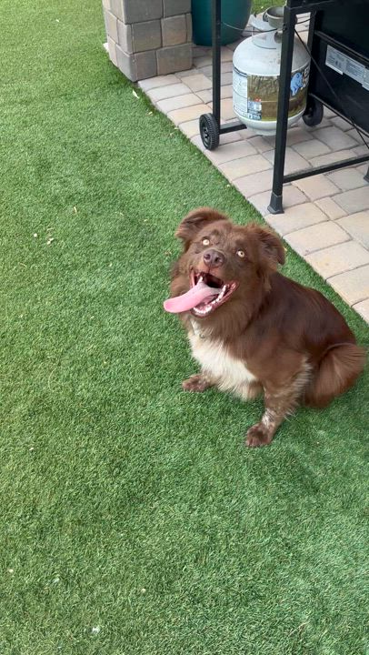 Enlarge Baloo, a Adopted mixed breed in Phoenix, AZ video 5/5