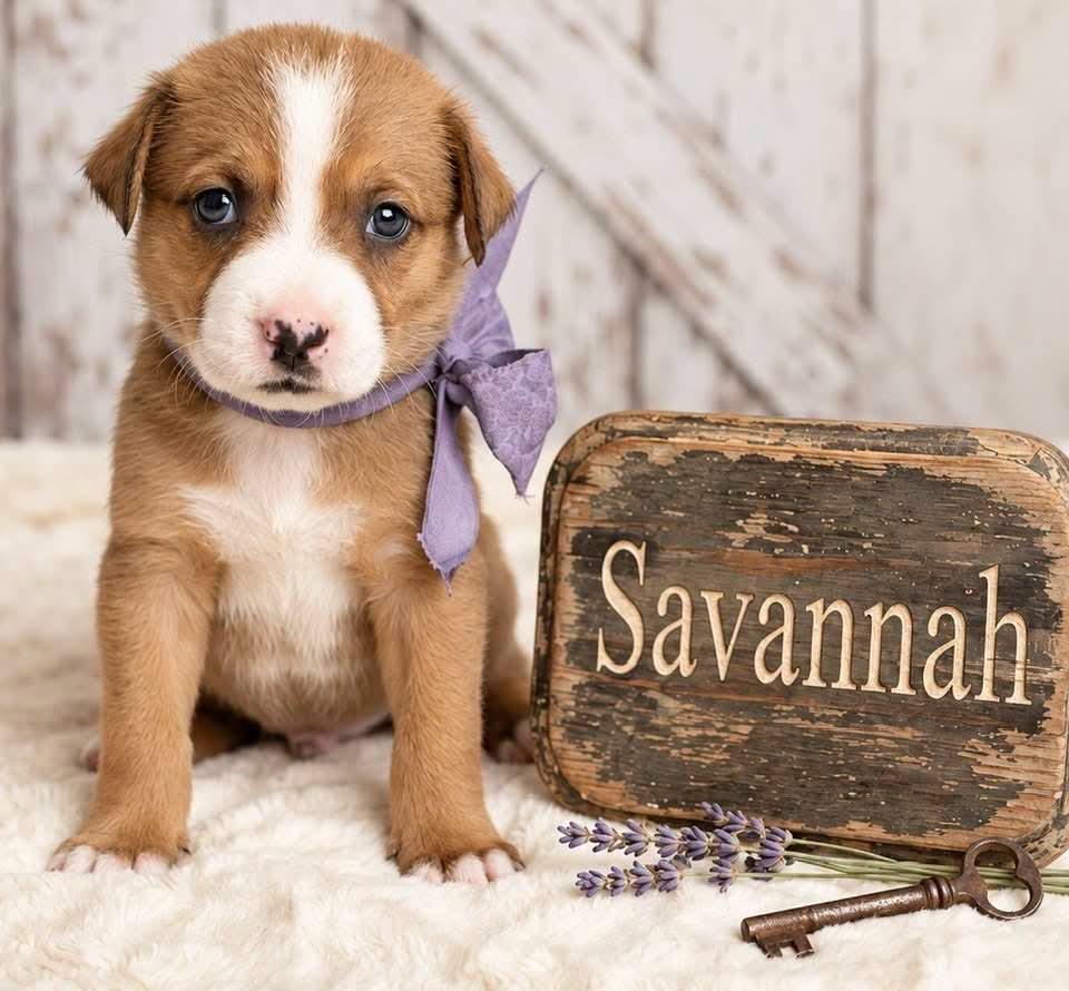 Savannah, Adopted, Puppy Female Beagle & Treeing Walker Coonhound.