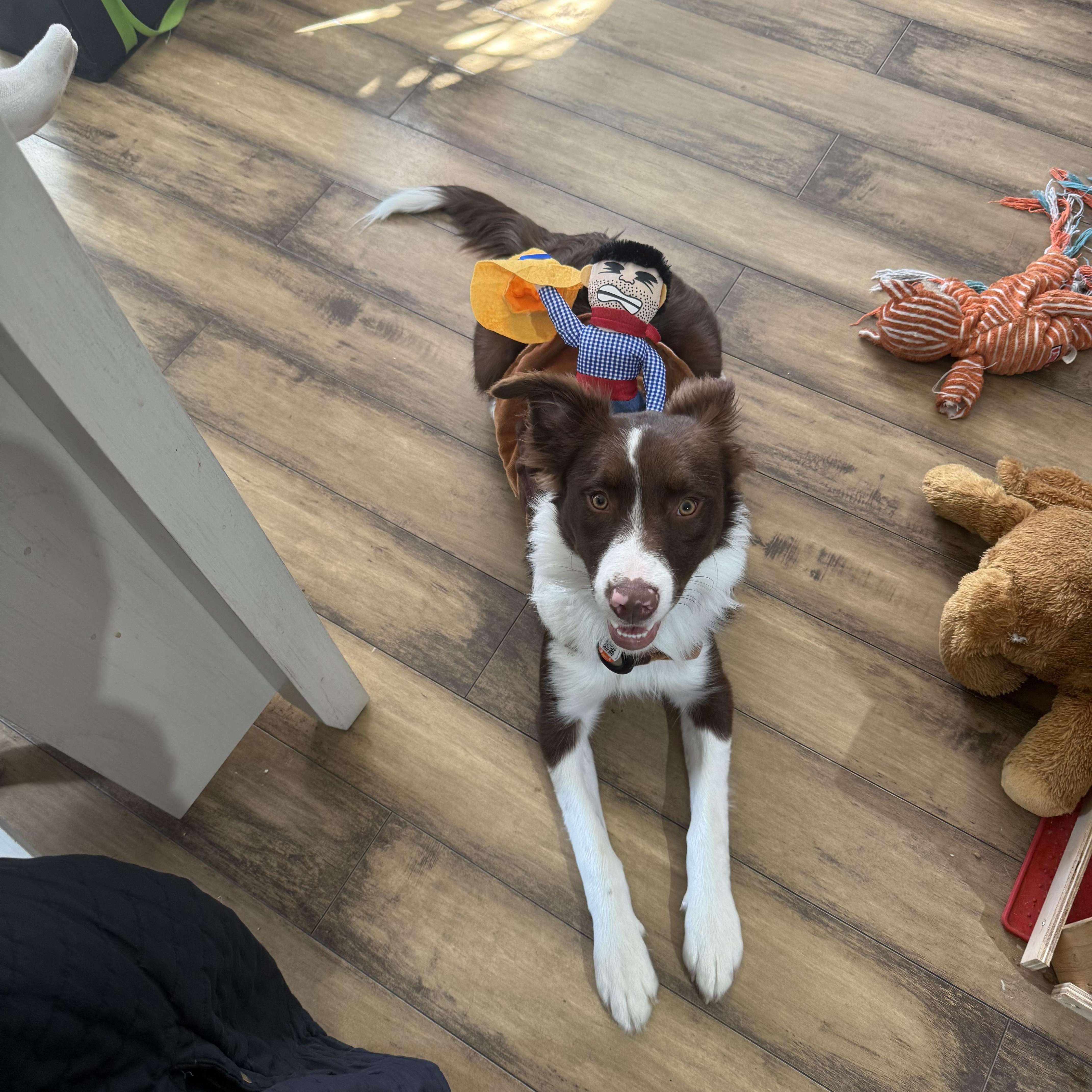 Goose, Adoptable, Puppy Male Australian Shepherd & Border Collie.