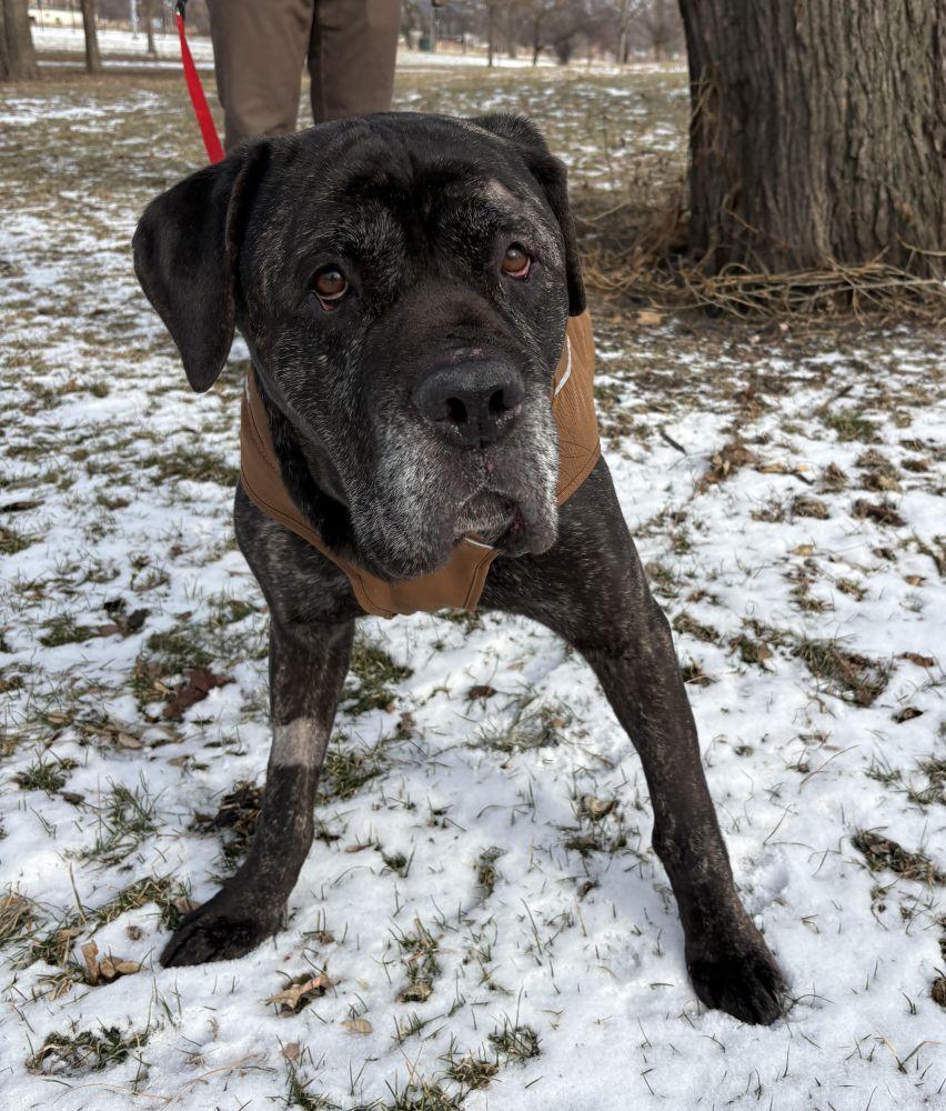 Enlarge Bruno, a ADOPTABLE Mastiff in Barrington, IL image 1/6