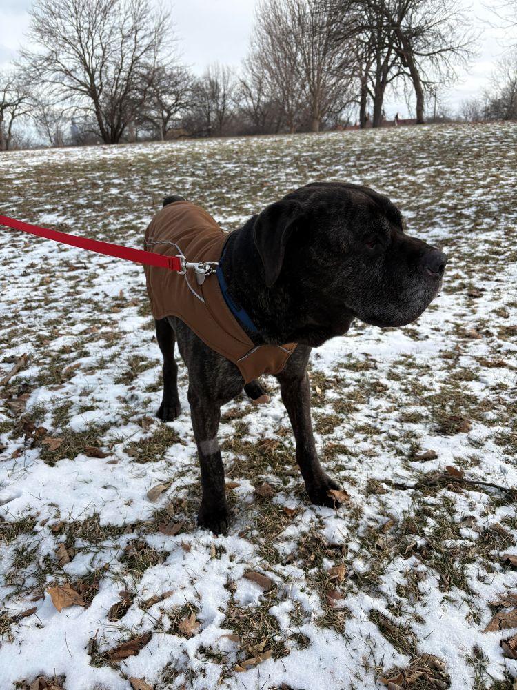 Enlarge Bruno, a ADOPTABLE Mastiff in Barrington, IL image 6/6