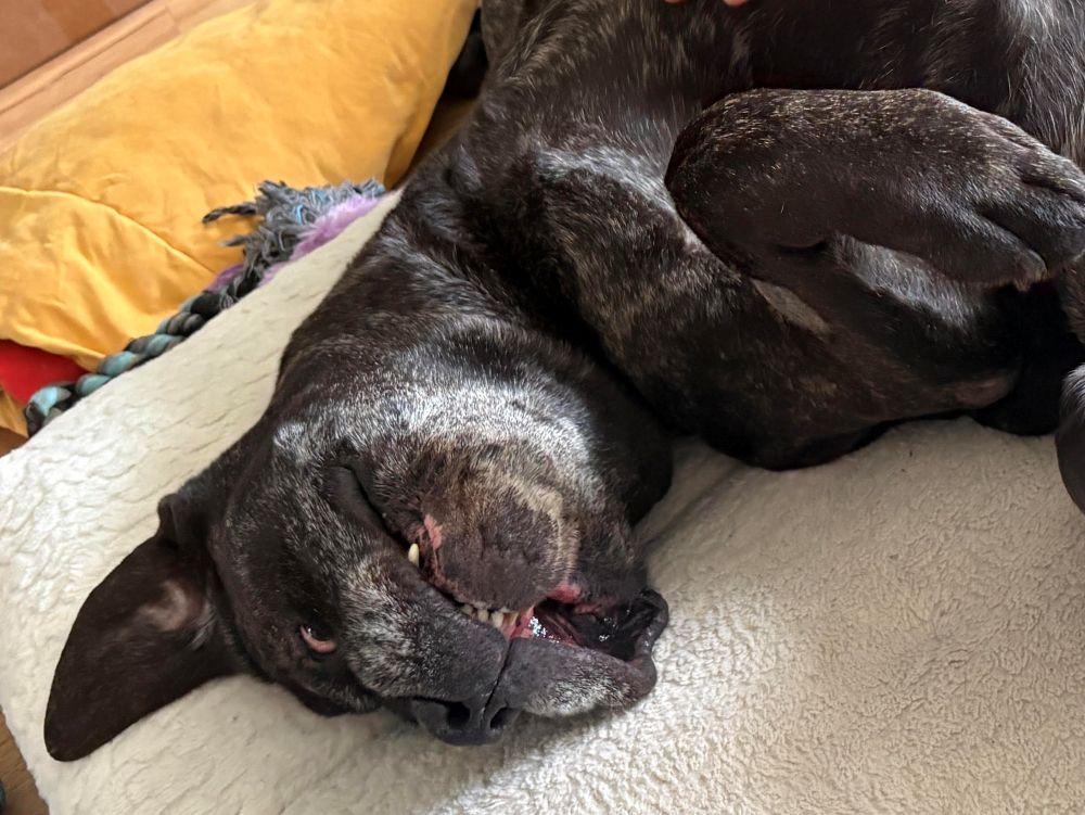 Enlarge Bruno, a ADOPTABLE Mastiff in Barrington, IL image 5/6