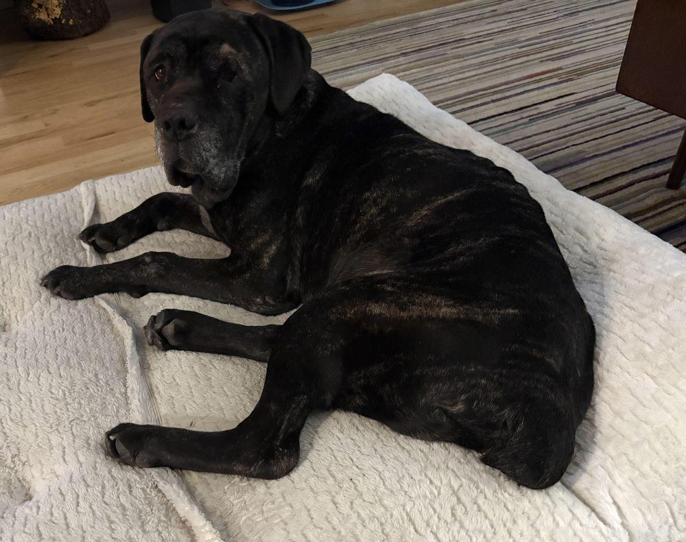 Enlarge Bruno, a ADOPTABLE Mastiff in Barrington, IL image 3/6