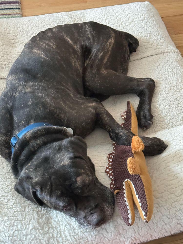 Enlarge Bruno, a ADOPTABLE Mastiff in Barrington, IL image 4/6