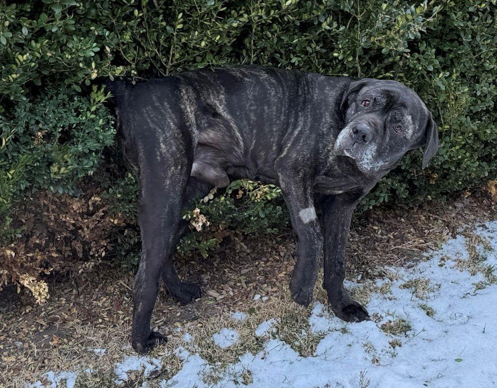 Enlarge Bruno, a ADOPTABLE Mastiff in Barrington, IL image 2/6