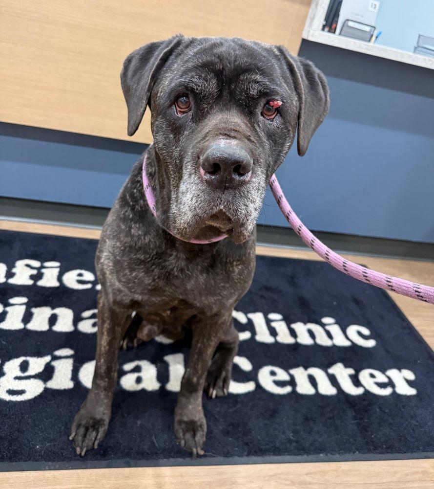 Enlarge Bruno, a ADOPTABLE Mastiff in Barrington, IL image 1/1