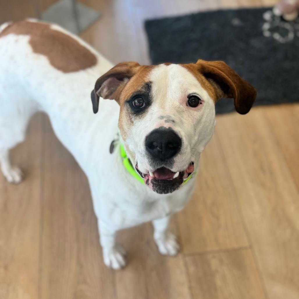 Enlarge Brisa, a Adoptable mixed breed in Chesapeake, VA image 1/1