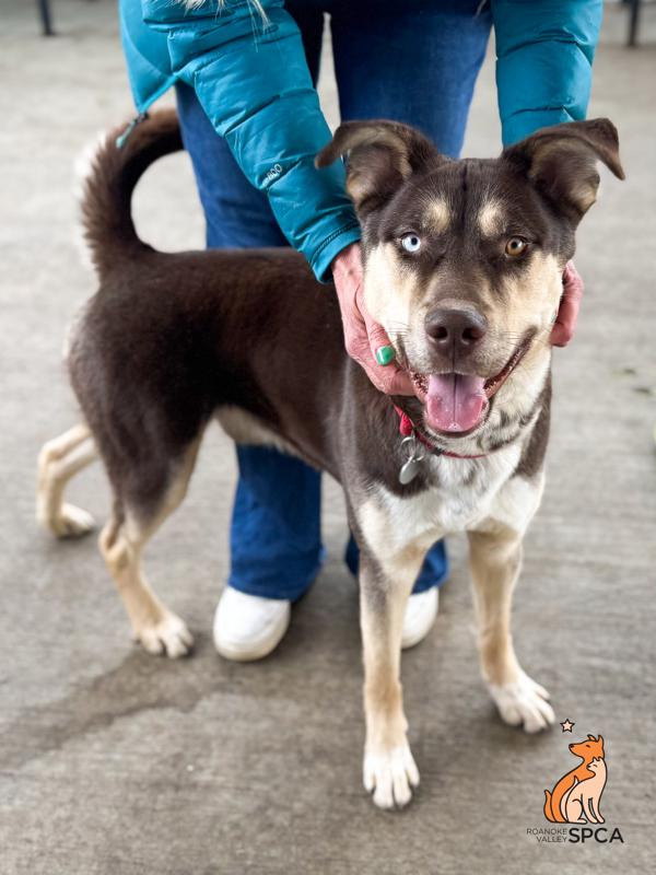Pogo/kolby, Adoptable, Adult Male Siberian Husky.