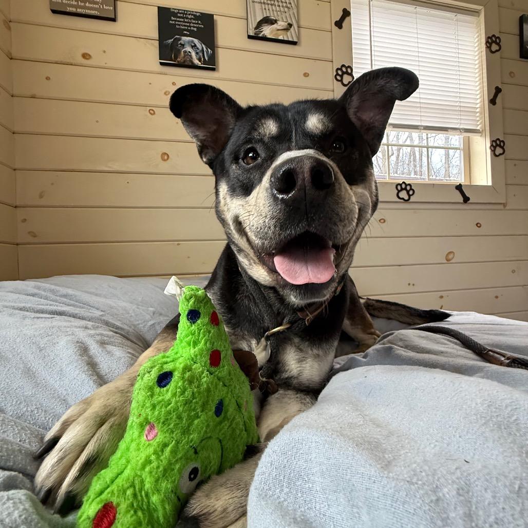 Enlarge Tiny, a Adoptable mixed breed in Birdsboro, PA image 1/6