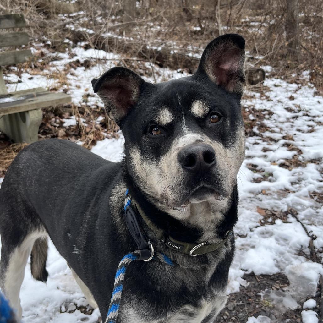 Enlarge Tiny, a Adoptable mixed breed in Birdsboro, PA image 2/6