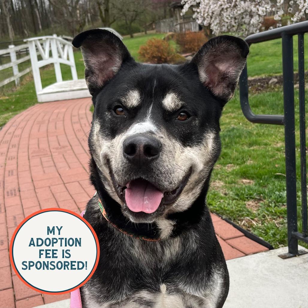 Enlarge Tiny, a Adoptable mixed breed in Birdsboro, PA image 3/6