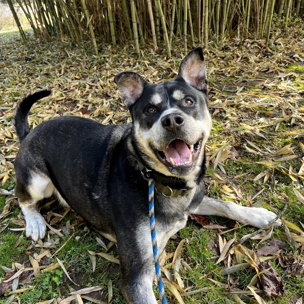 Enlarge Tiny, a Adoptable mixed breed in Birdsboro, PA image 4/6