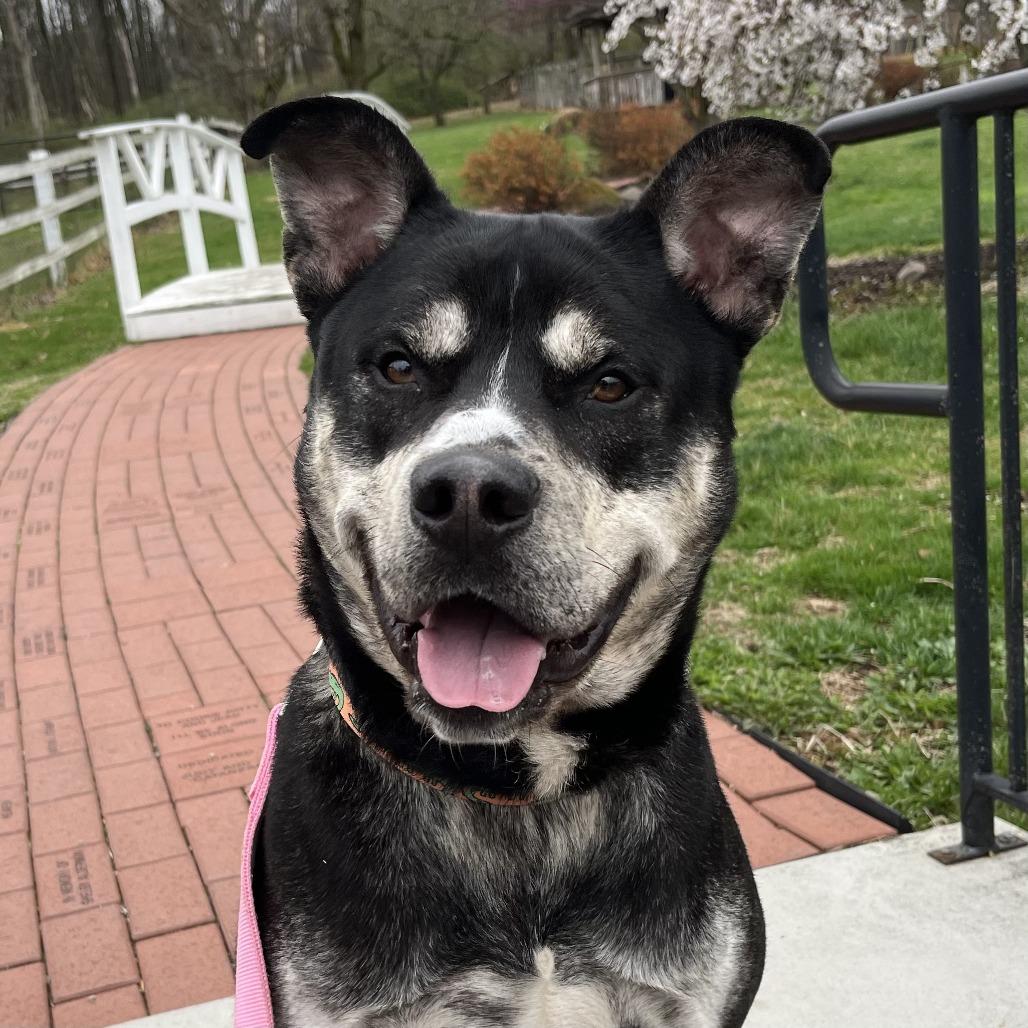 Enlarge Tiny, a Adoptable mixed breed in Birdsboro, PA image 5/6