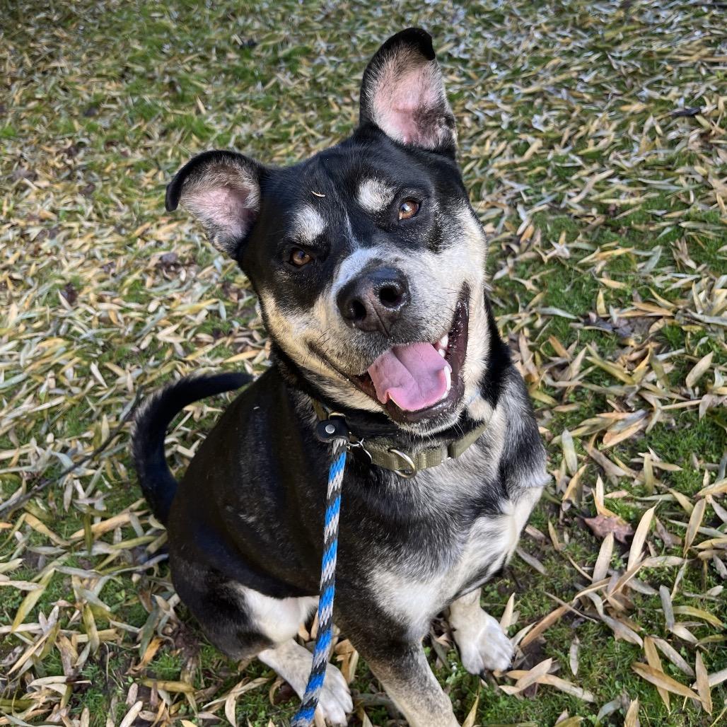Enlarge Tiny, a Adoptable mixed breed in Birdsboro, PA image 6/6