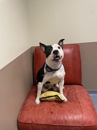 Enlarge Oreo, a Adoptable mixed breed in Maumee, OH image 1/2