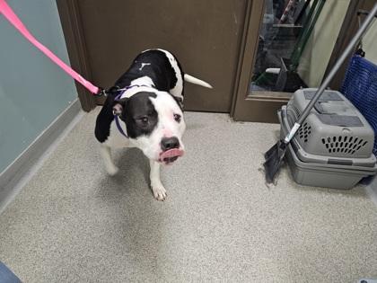 Enlarge Oreo, a Adoptable mixed breed in Maumee, OH image 2/2