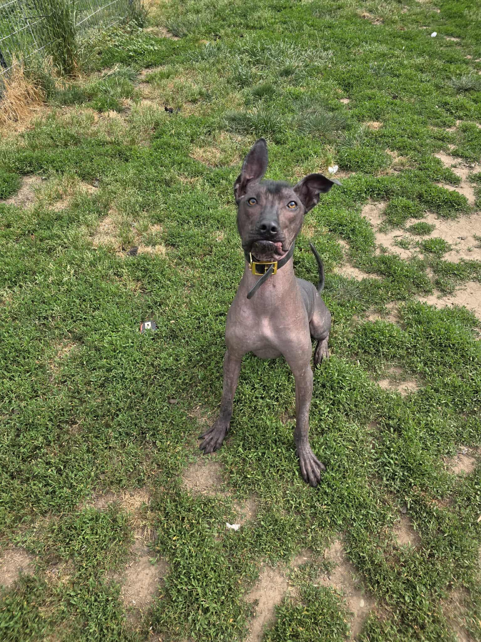 Gomez, an adoptable Xoloitzcuintli / Mexican Hairless, Cane Corso in Eugene, OR, 97404 | Photo Image 1