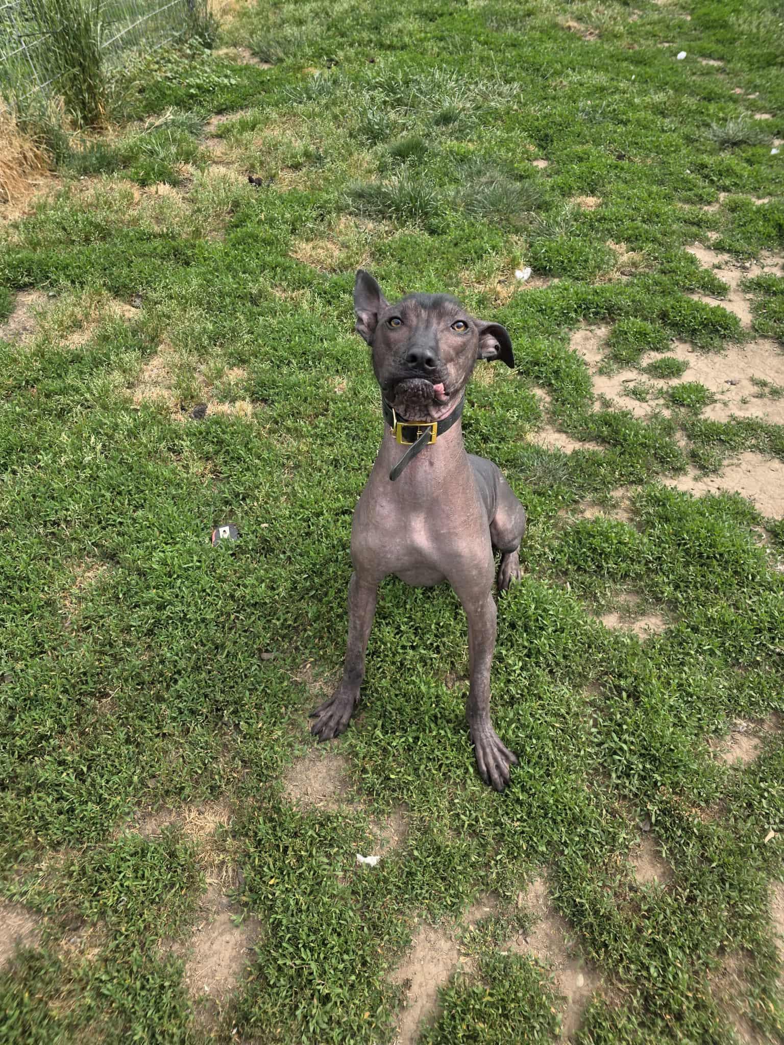 Gomez, an adoptable Xoloitzcuintli / Mexican Hairless, Cane Corso in Eugene, OR, 97404 | Photo Image 2