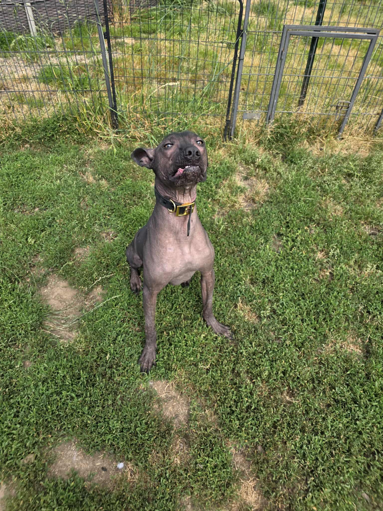 Gomez, an adoptable Xoloitzcuintli / Mexican Hairless, Cane Corso in Eugene, OR, 97404 | Photo Image 3