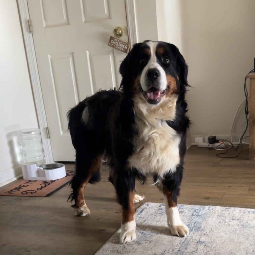 Freya, Adoptable, Adult Female Bernese Mountain Dog.