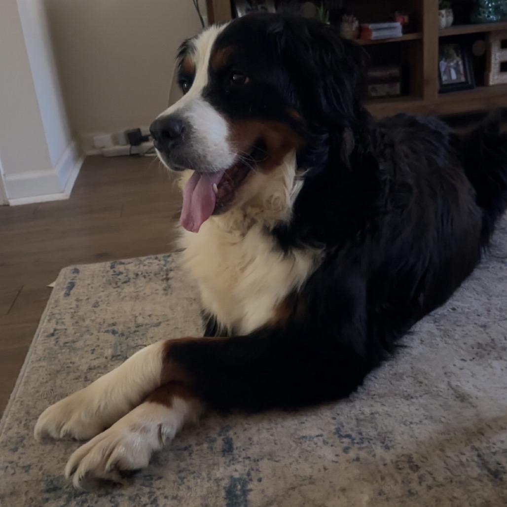 Freya, a Adoptable Bernese Mountain Dog in Sinking Spring, PA image 2/6