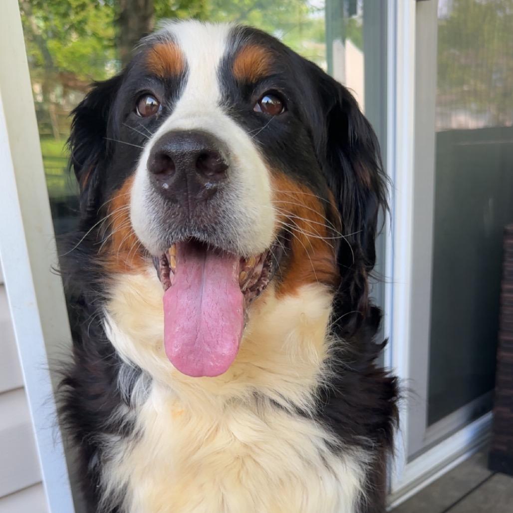 Freya, a Adoptable Bernese Mountain Dog in Sinking Spring, PA image 3/6