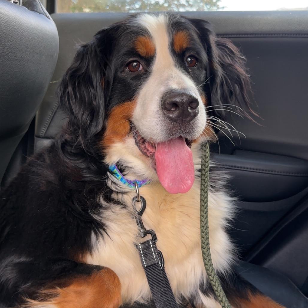 Freya, a Adoptable Bernese Mountain Dog in Sinking Spring, PA image 4/6