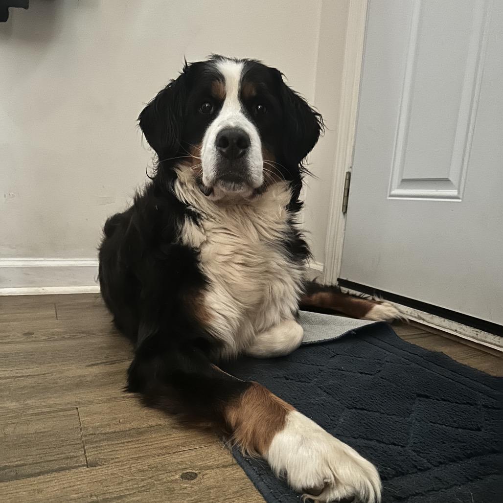 Freya, a Adoptable Bernese Mountain Dog in Sinking Spring, PA image 5/6