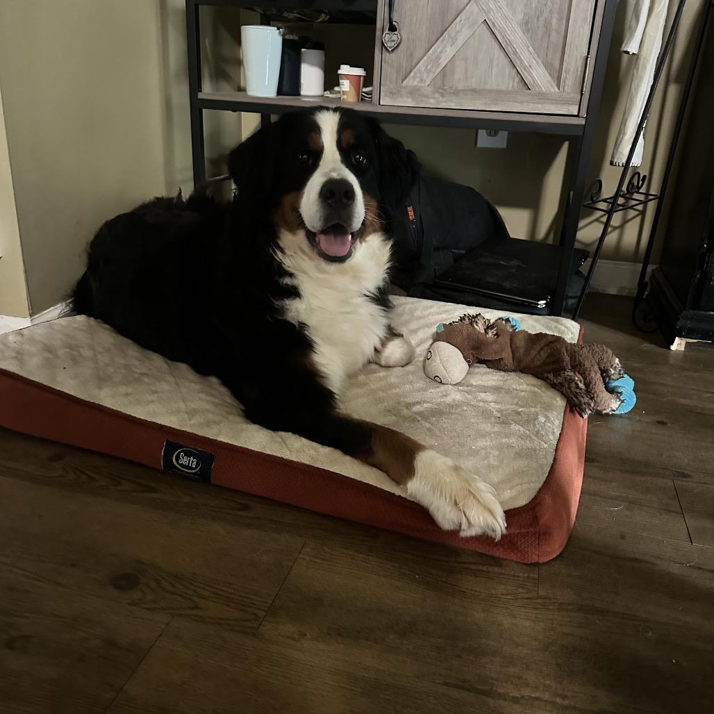 Freya, a Adoptable Bernese Mountain Dog in Sinking Spring, PA image 6/6