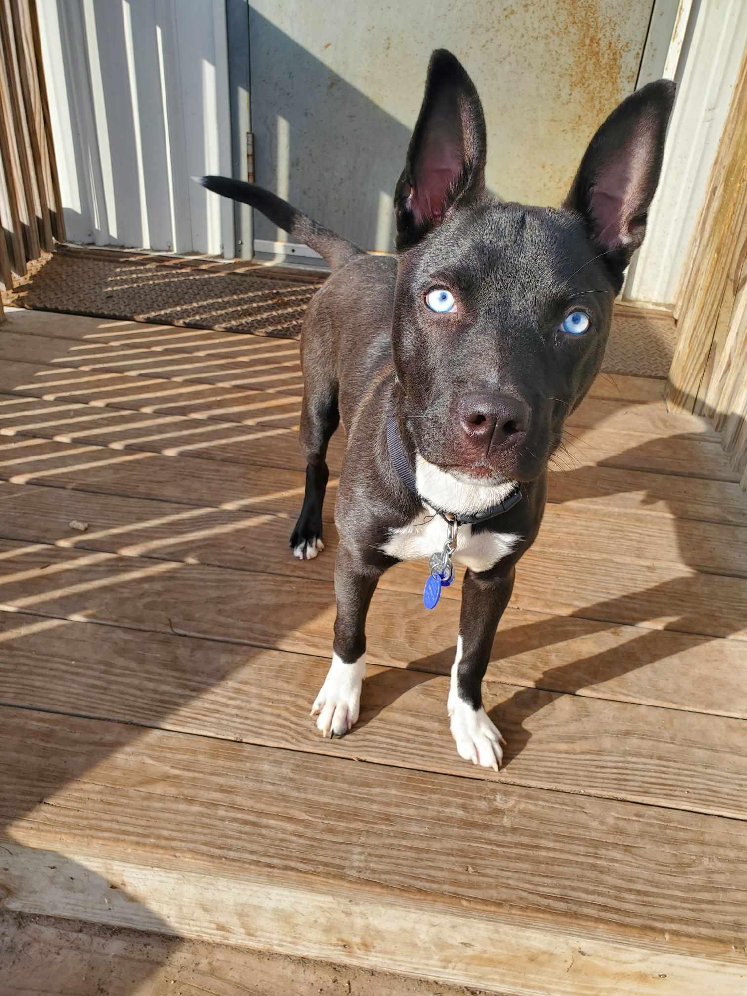 Dougie