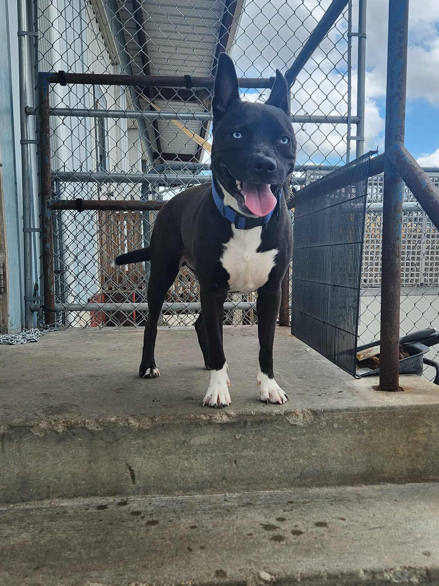 Dougie