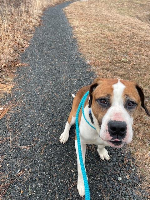 Enlarge Bolo, a ADOPTABLE mixed breed in Turners Falls, MA image 6/6