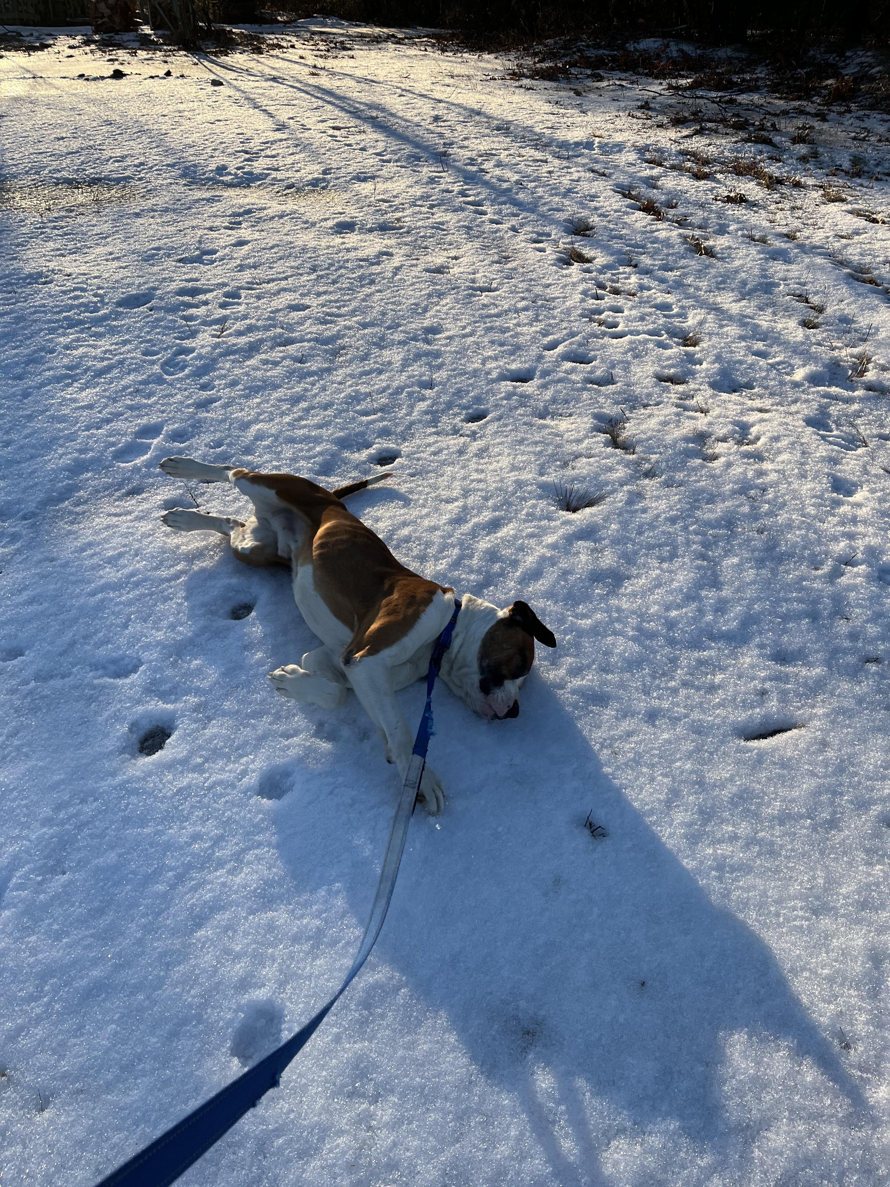 Enlarge Bolo, a ADOPTABLE mixed breed in Turners Falls, MA image 2/3