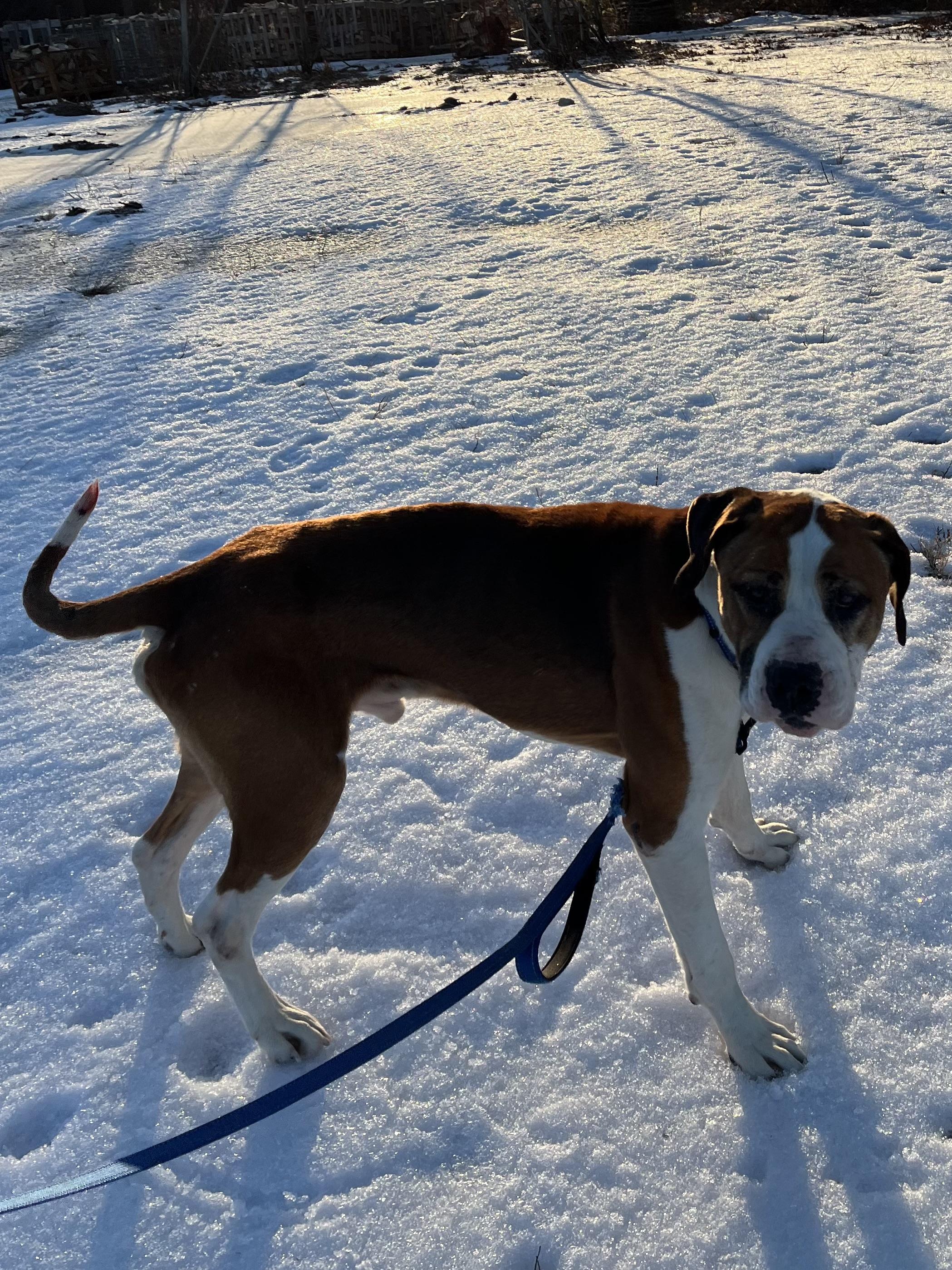 Enlarge Bolo, a ADOPTABLE mixed breed in Turners Falls, MA image 1/3