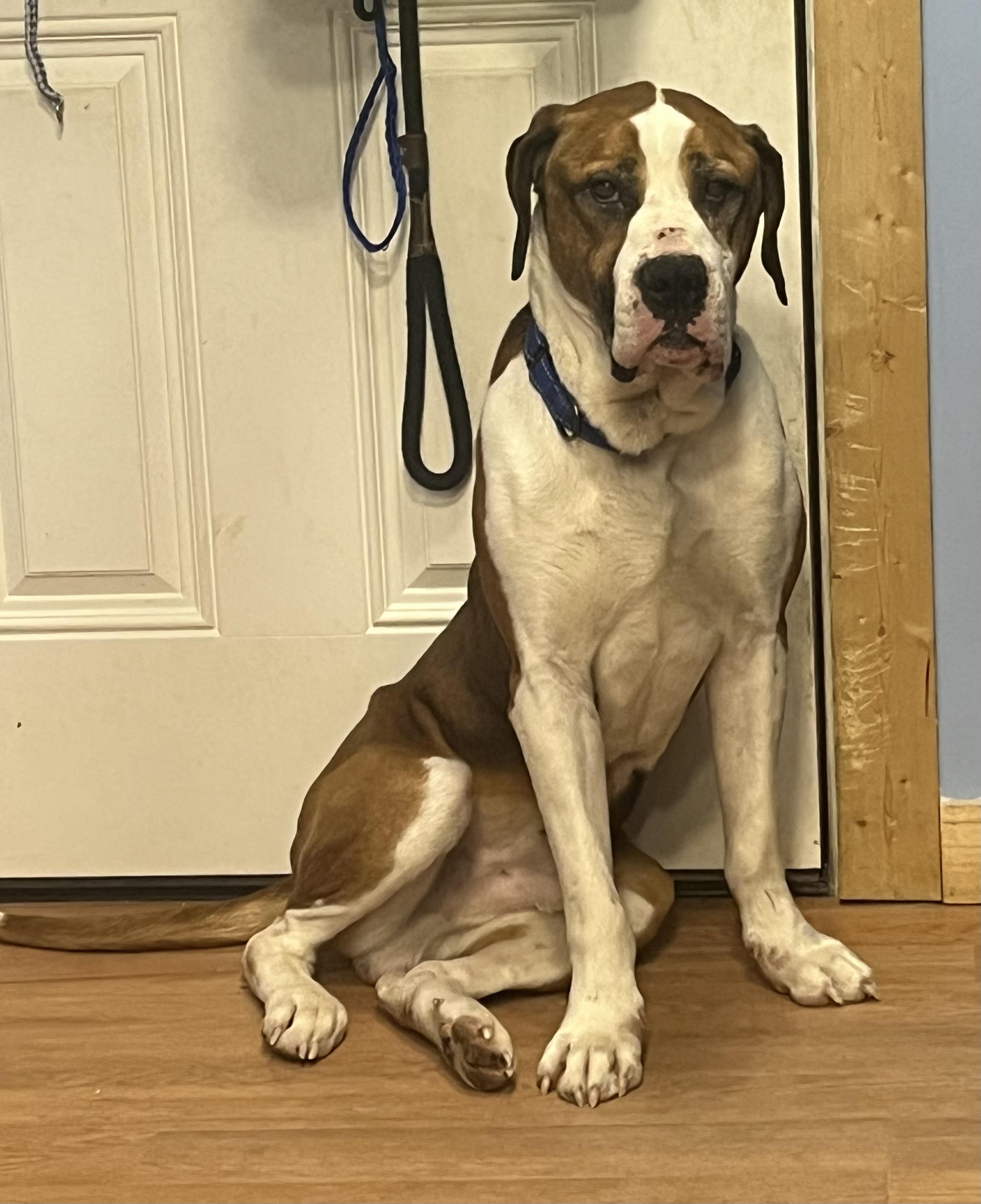 Enlarge Bolo, a ADOPTABLE mixed breed in Turners Falls, MA image 3/3