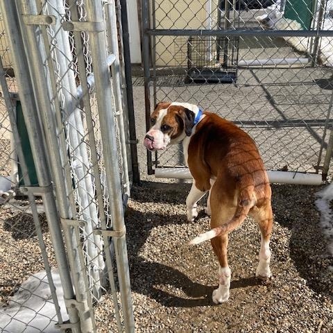 Enlarge Bolo, a ADOPTABLE mixed breed in Turners Falls, MA image 4/5