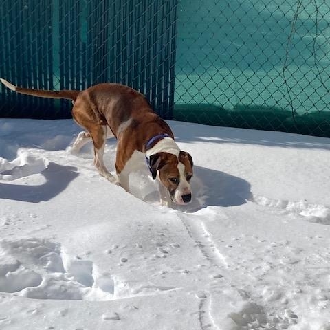 Enlarge Bolo, a ADOPTABLE mixed breed in Turners Falls, MA image 3/5