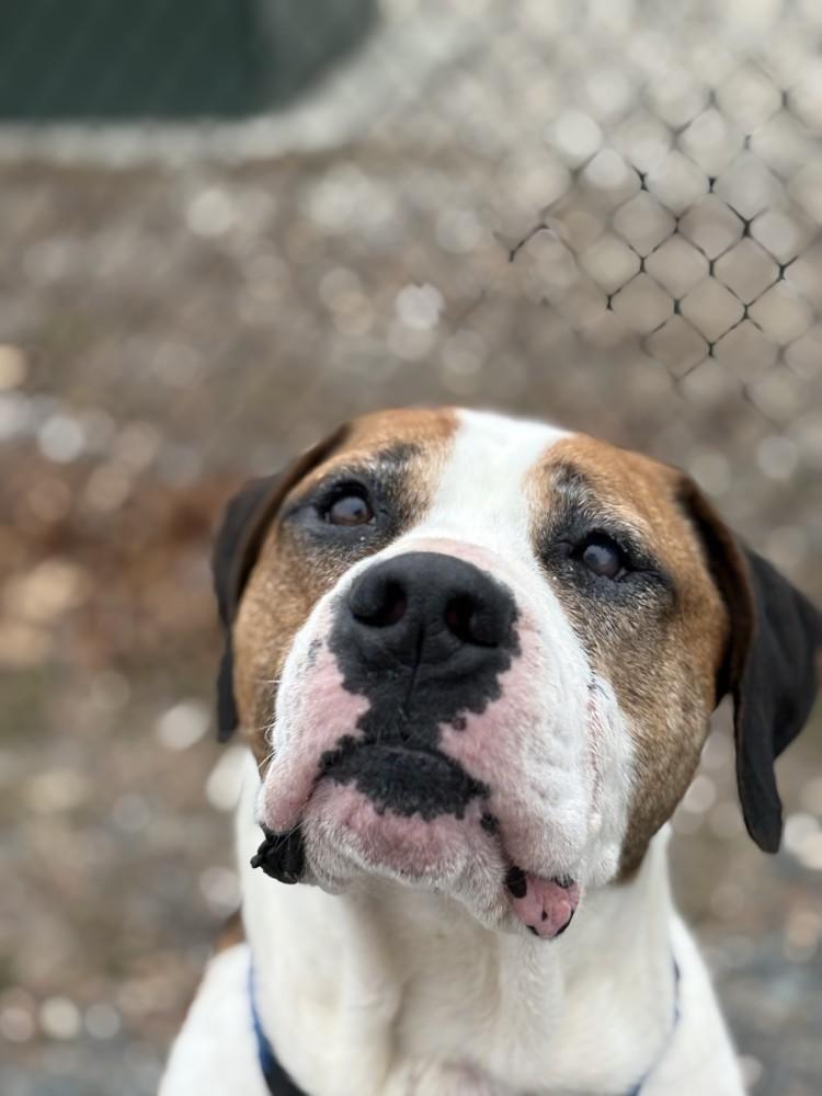 Enlarge Bolo, a ADOPTABLE mixed breed in Turners Falls, MA image 2/6