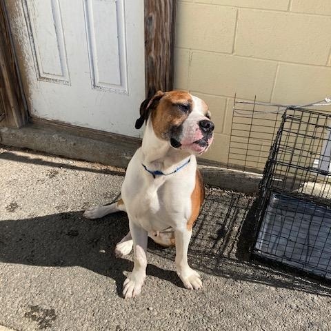 Bolo, ADOPTABLE, Senior Male Hound.