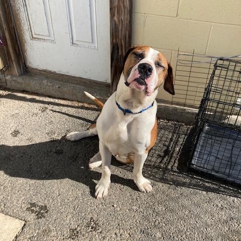 Enlarge Bolo, a ADOPTABLE mixed breed in Turners Falls, MA image 5/5