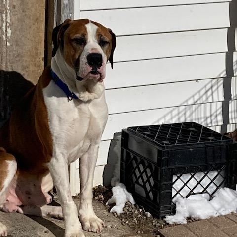Enlarge Bolo, a ADOPTABLE mixed breed in Turners Falls, MA image 2/5