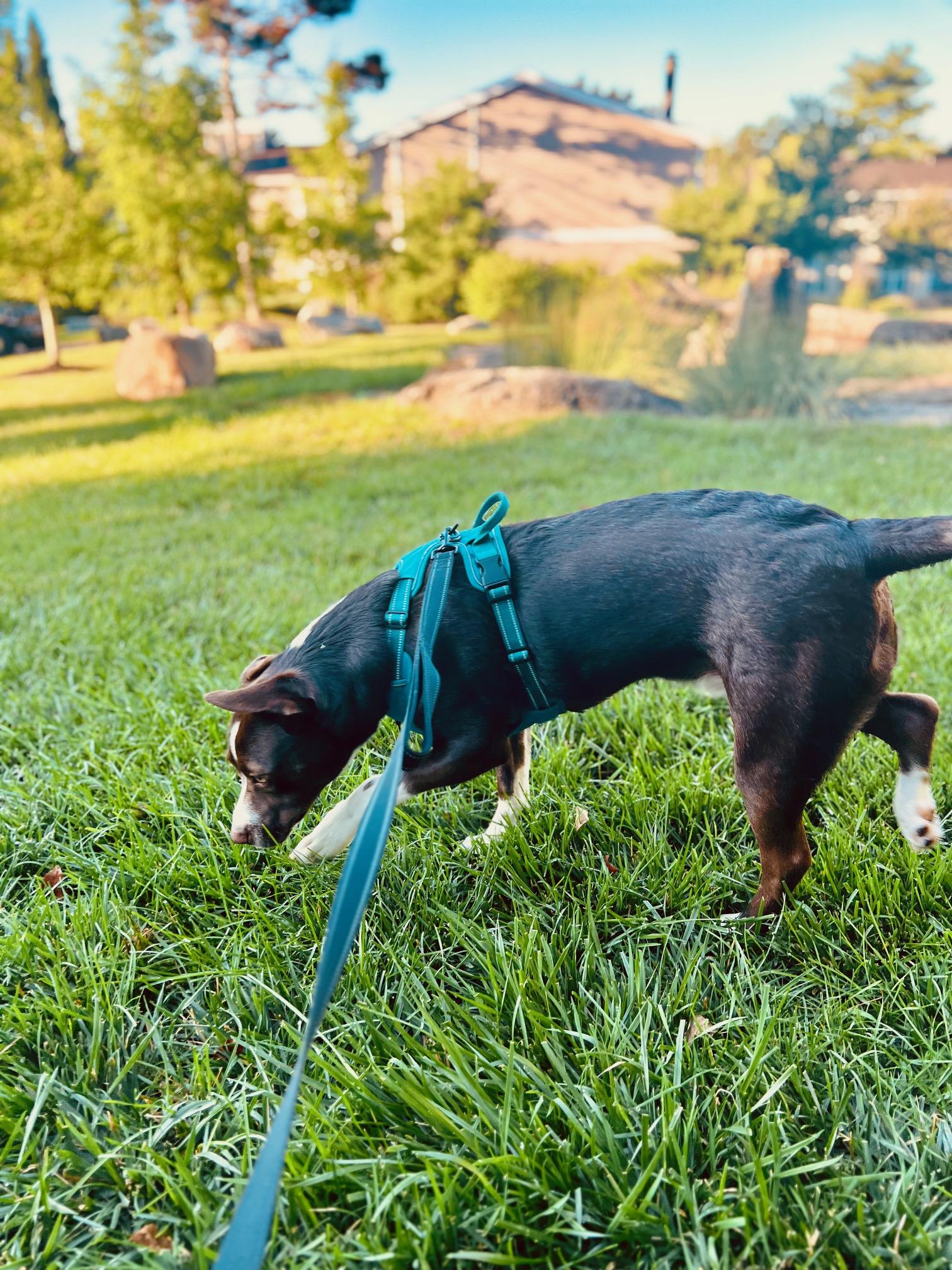 Enlarge Finn (fka Grizzly), a Adoptable mixed breed in Lewis Center, OH image 5/6
