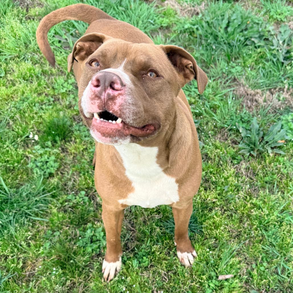 Mason, Adoptable, Adult Male Boxer & Mixed Breed.