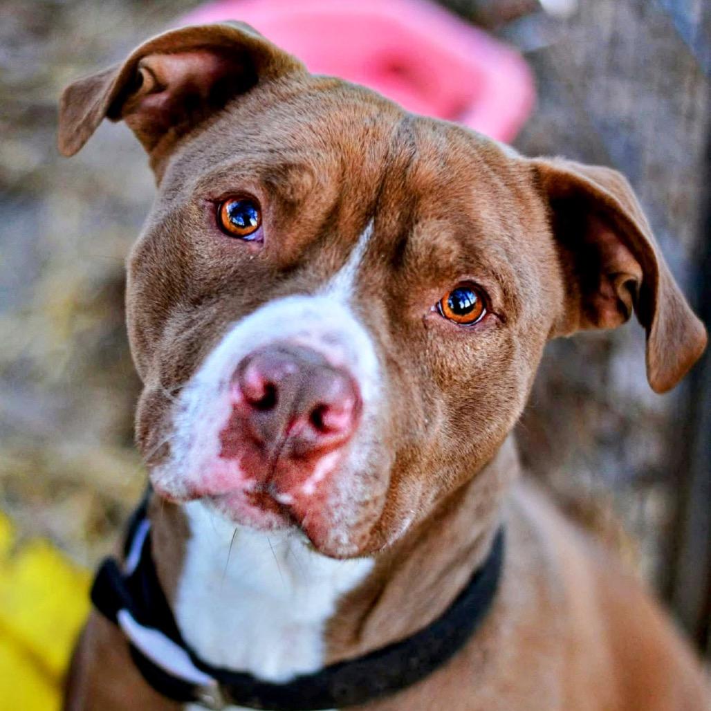 Enlarge Mason, a Adoptable mixed breed in Wadena, MN image 6/6