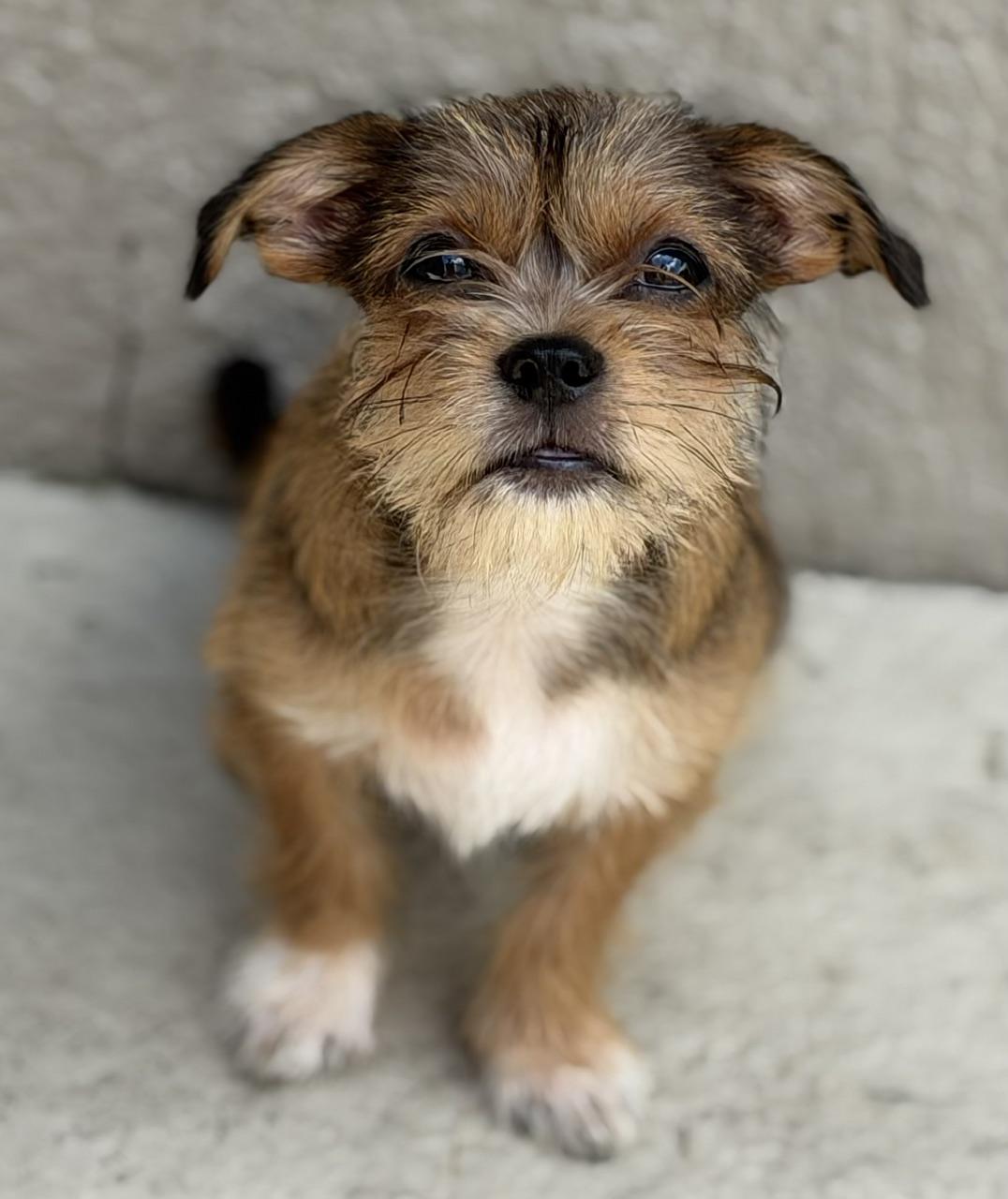 Enlarge Basil, a Adoptable mixed breed in Orlando, FL image 1/6