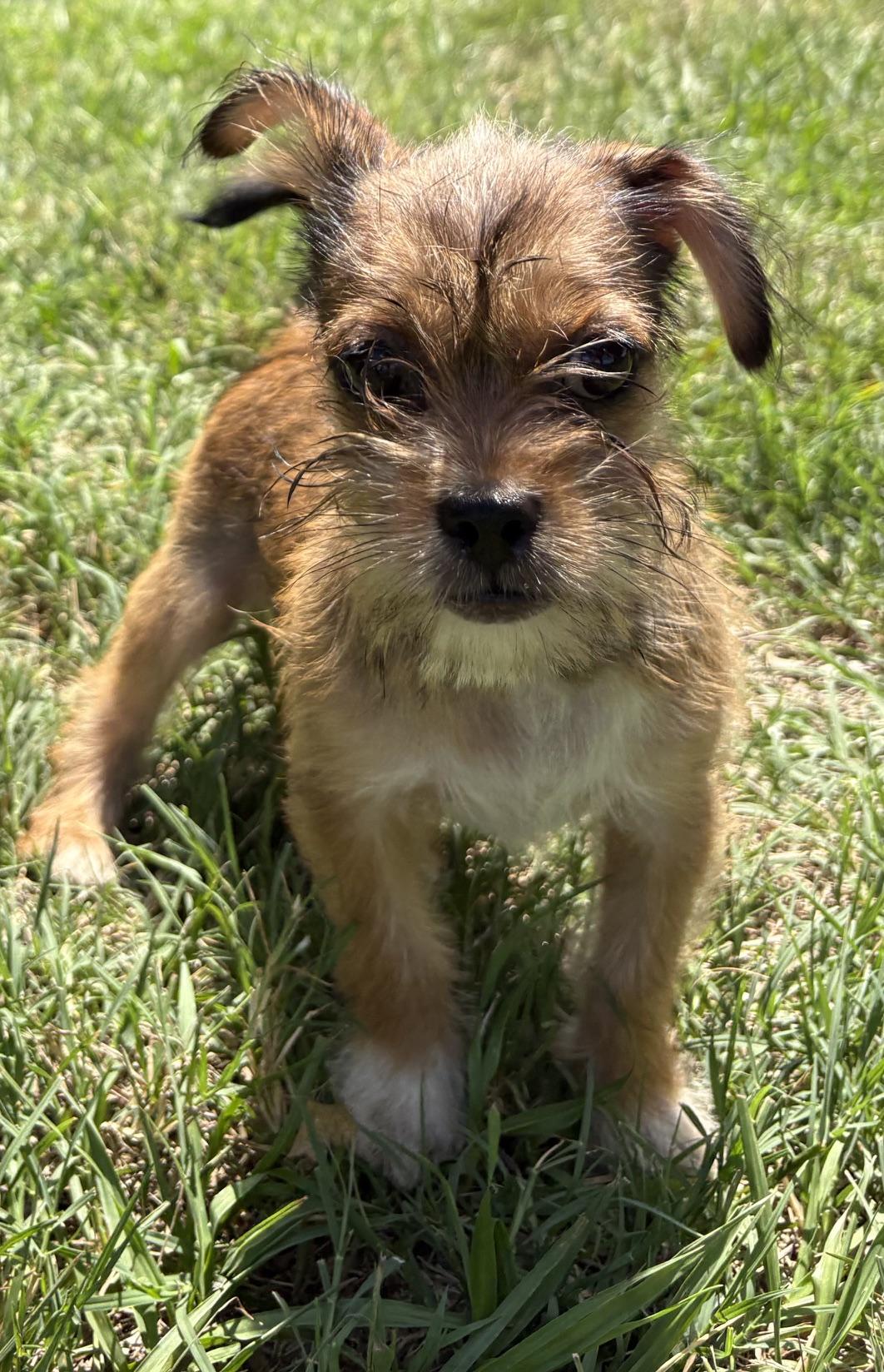 Basil, Adoptable, Young Male Shih Tzu & Yorkshire Terrier.