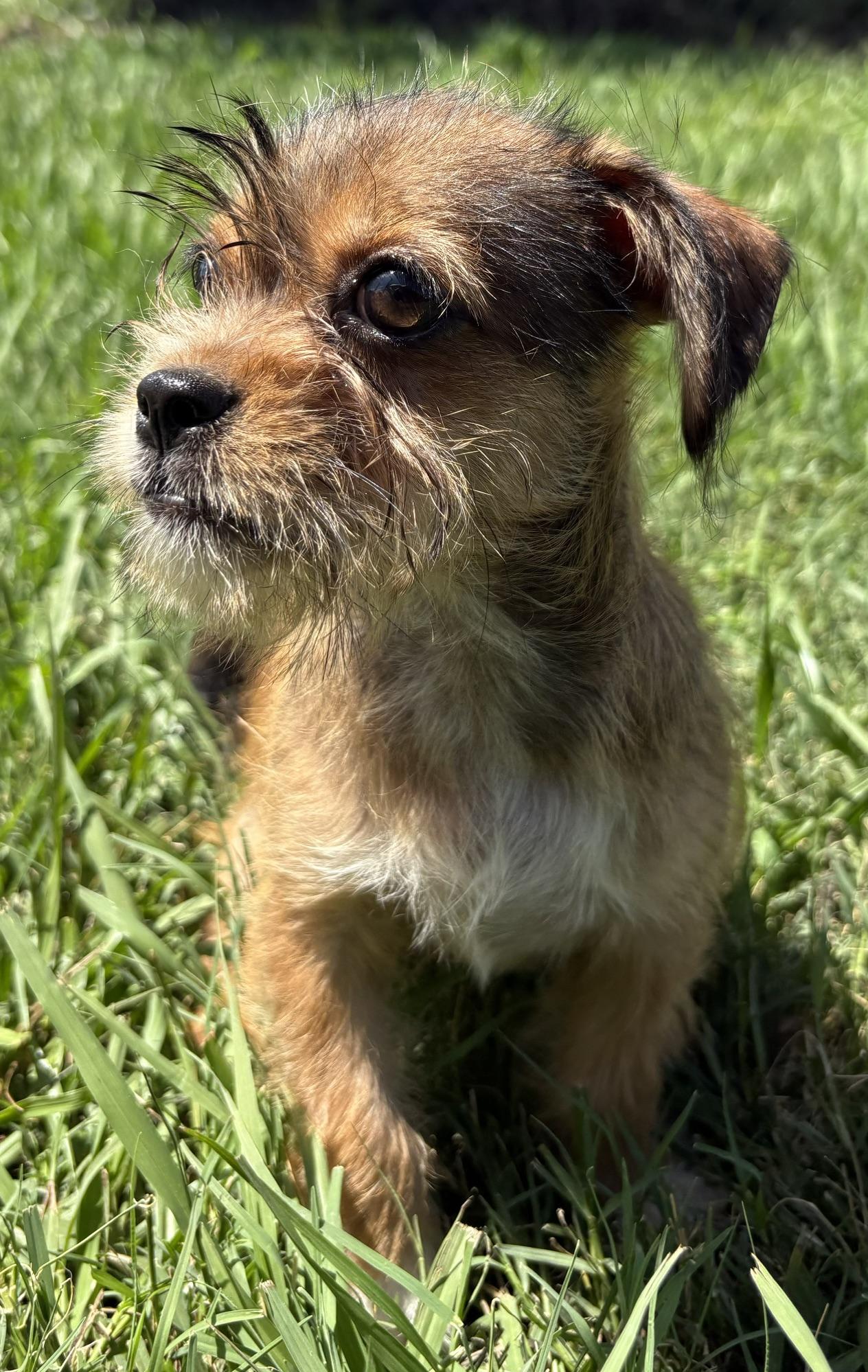 Basil, a Adoptable mixed breed in Orlando, FL image 3/5