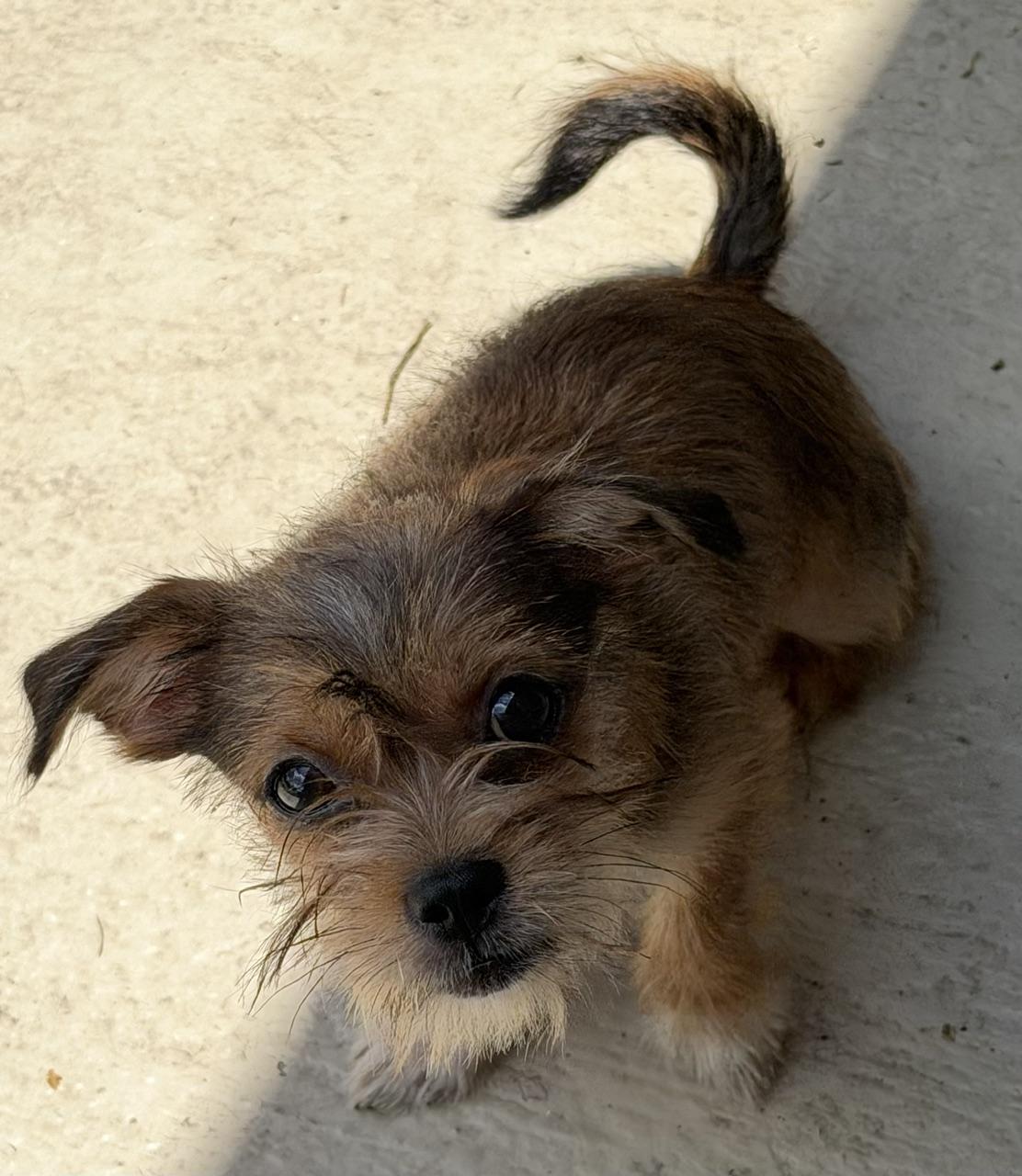 Enlarge Basil, a Adoptable mixed breed in Orlando, FL image 6/6