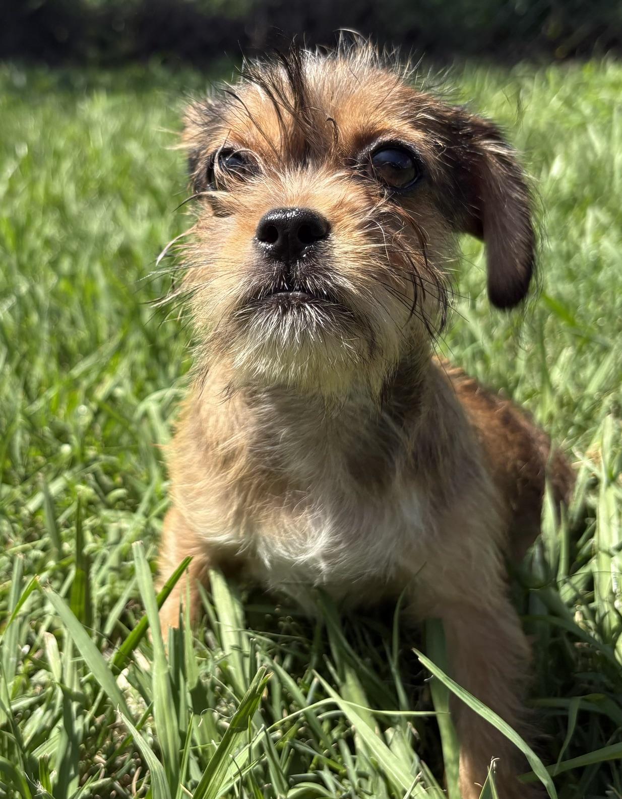 Basil, a Adoptable mixed breed in Orlando, FL image 4/5